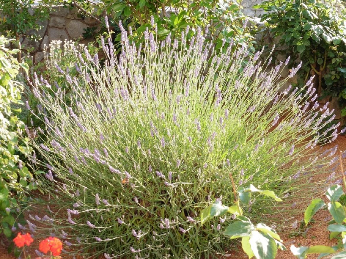 Biserka